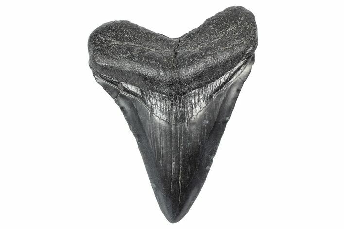 Juvenile Megalodon Tooth - South Carolina #340511